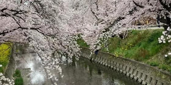 大口町で増えている「手が回らない実家問題」・遺品整理と生前整理